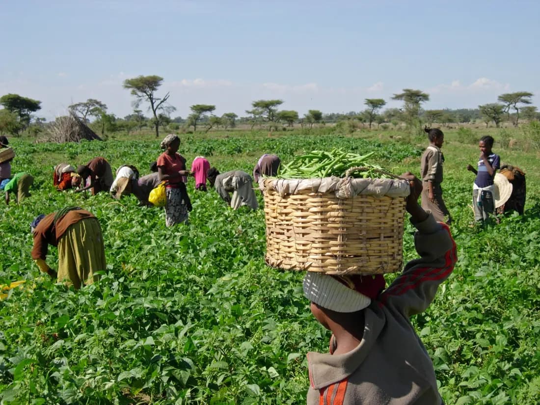 Farmers harvesting beans
