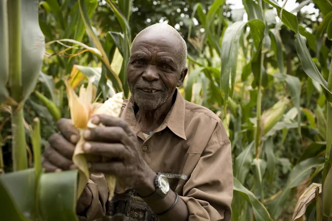 Farmer inspecting a maize cob in his field