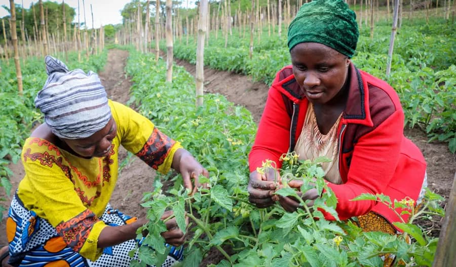 Two farmers tending tomato plants