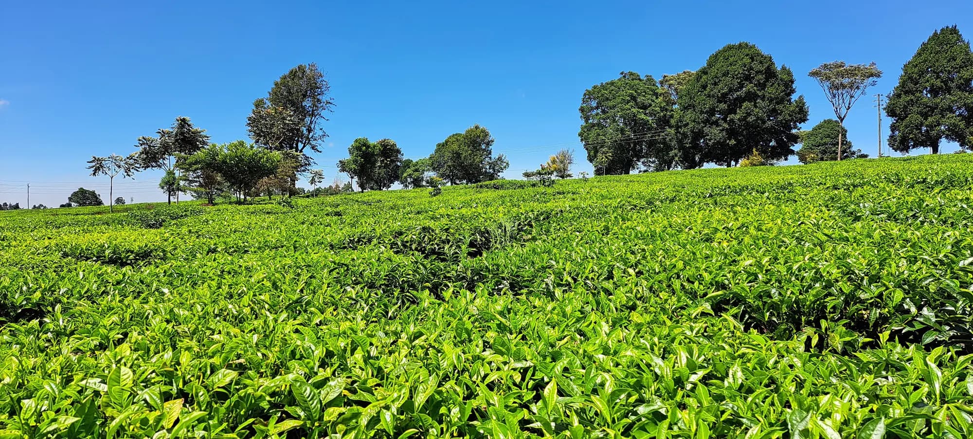 Green tea farm under a blue sky